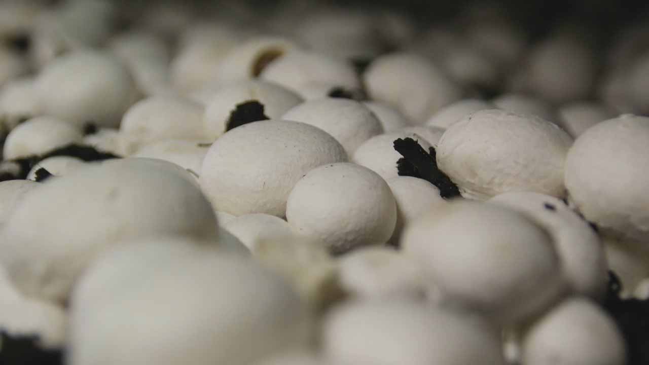 草菇的种植