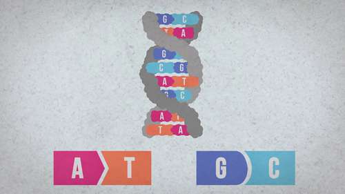 如何对人类基因组进行测序