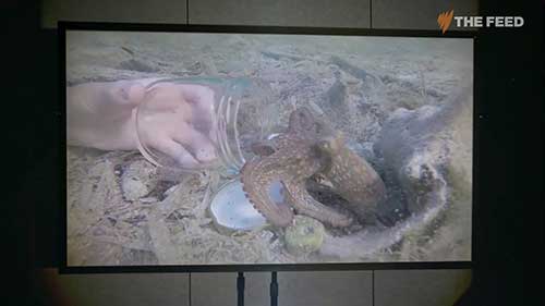 章鱼的养殖