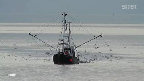 美国Transparent Sea海产公司