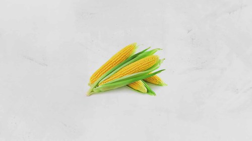 玉米的工业化