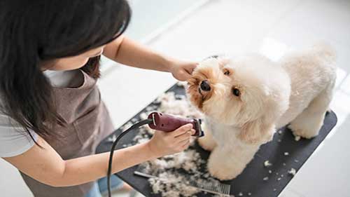 宠物美容店定价策略