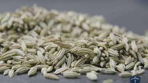 小茴香籽